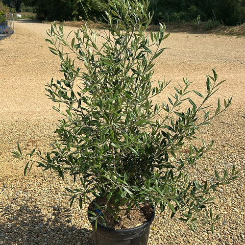 Olea Europaea Cipressino 100/120 cm 15L