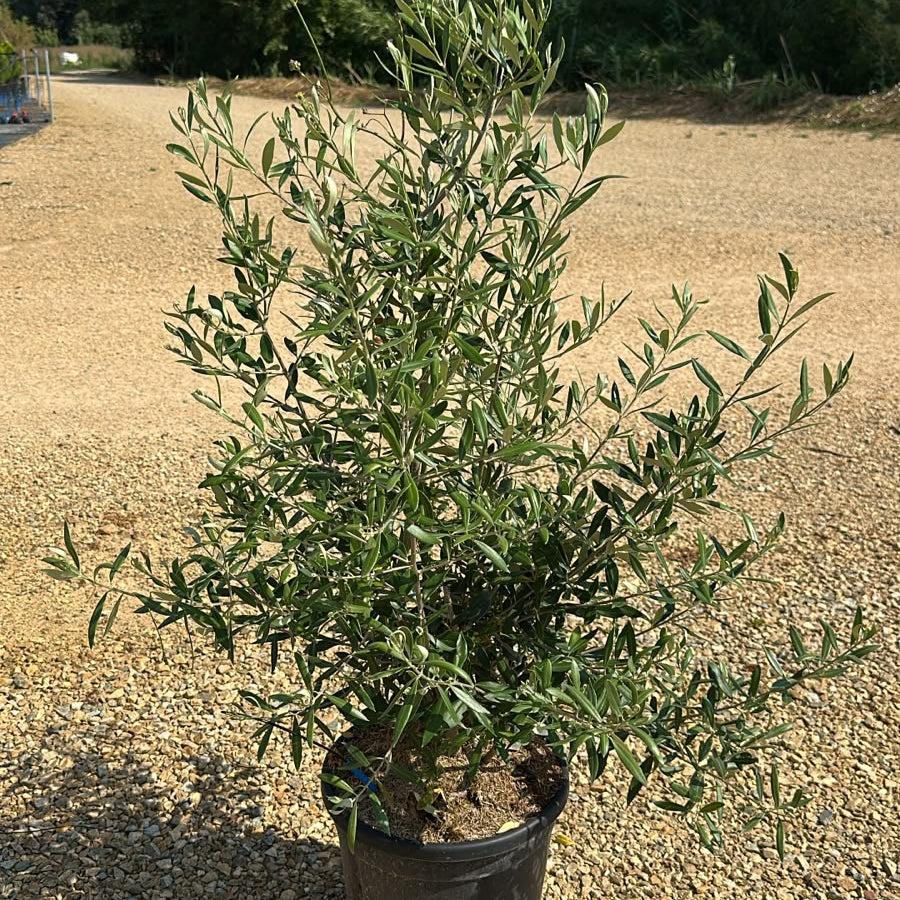 Olea Europaea Cipressino 100/120 cm 15L
