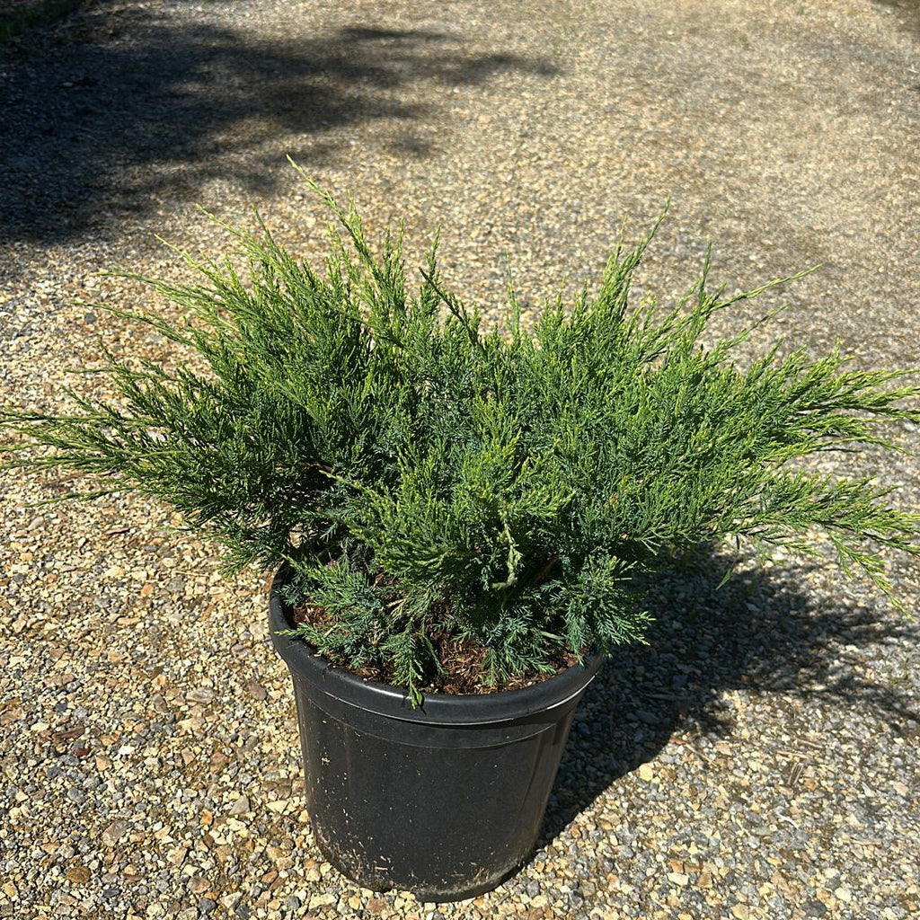 Juniperus Media Mint Julep 40/60 cm 10L