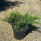 Juniperus Media Mint Julep 40/60 cm 10L