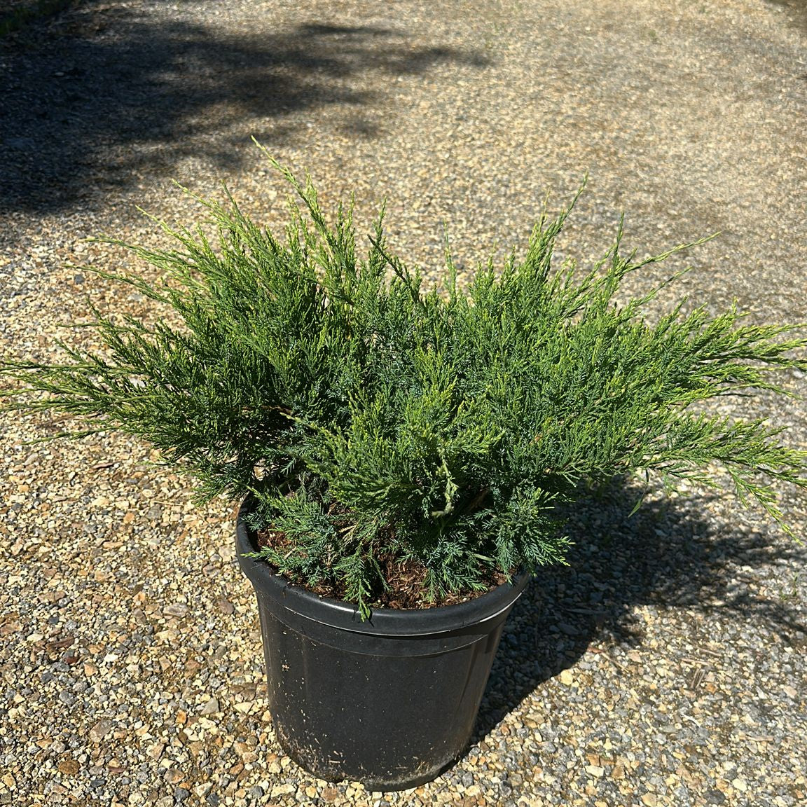 Juniperus Media Mint Julep 40/60 cm 10L
