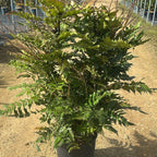 Mahonia Media Charity 100/120 cm 15L