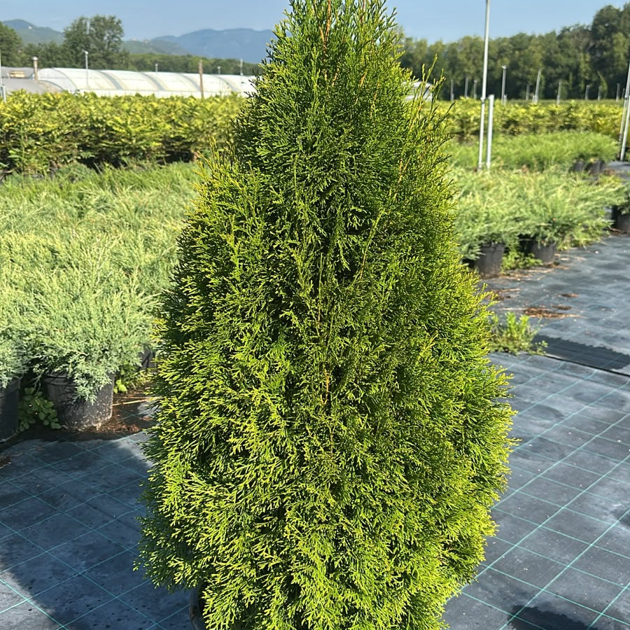 Thuja Occidentalis Smaragd 100/130 cm 30L