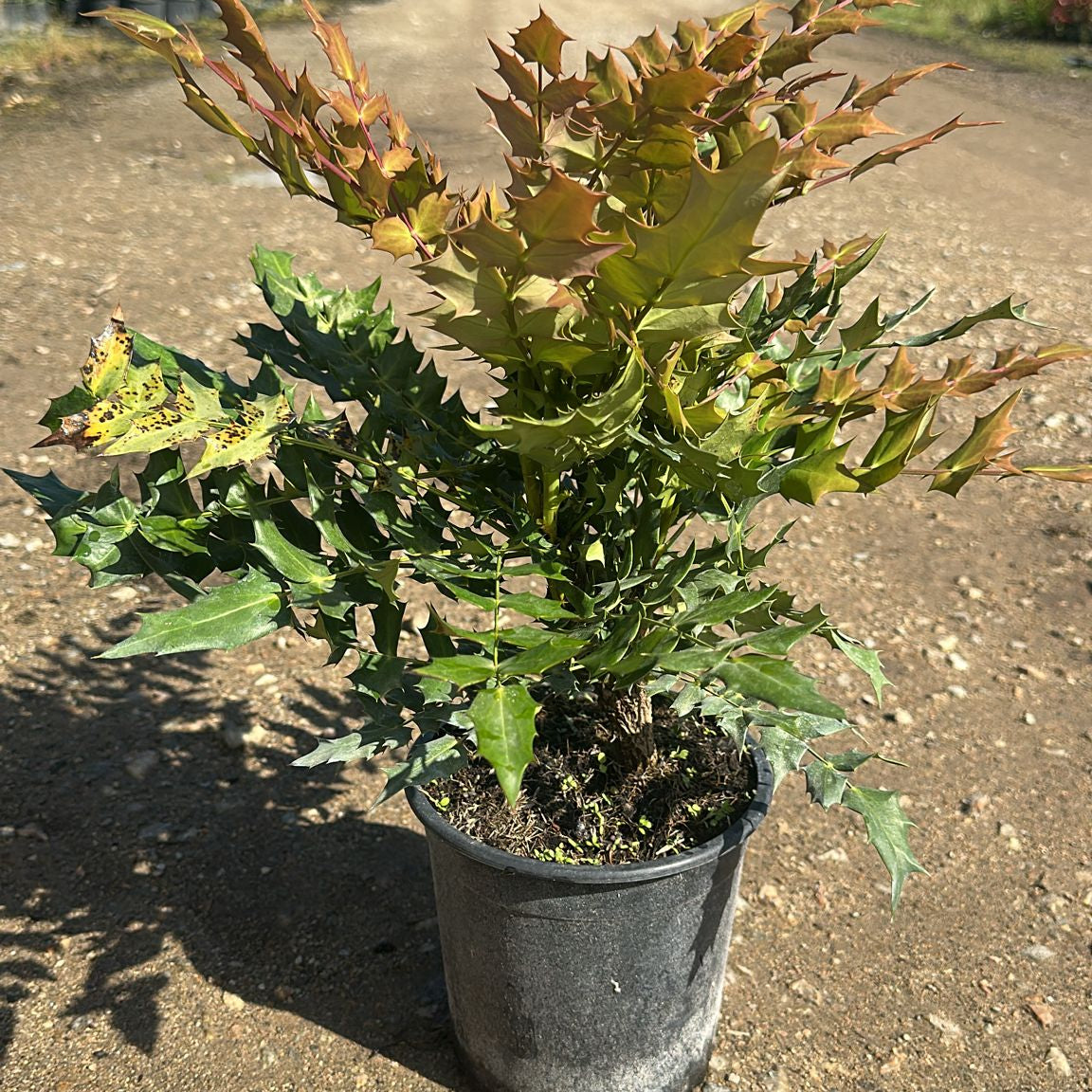 Mahonia Media Charity 40/60 cm 3L