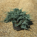 Juniperus Horizontalis Blue Chip 40/60 cm 10L