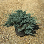 Juniperus Horizontalis Blue Chip 40/60 cm 10L