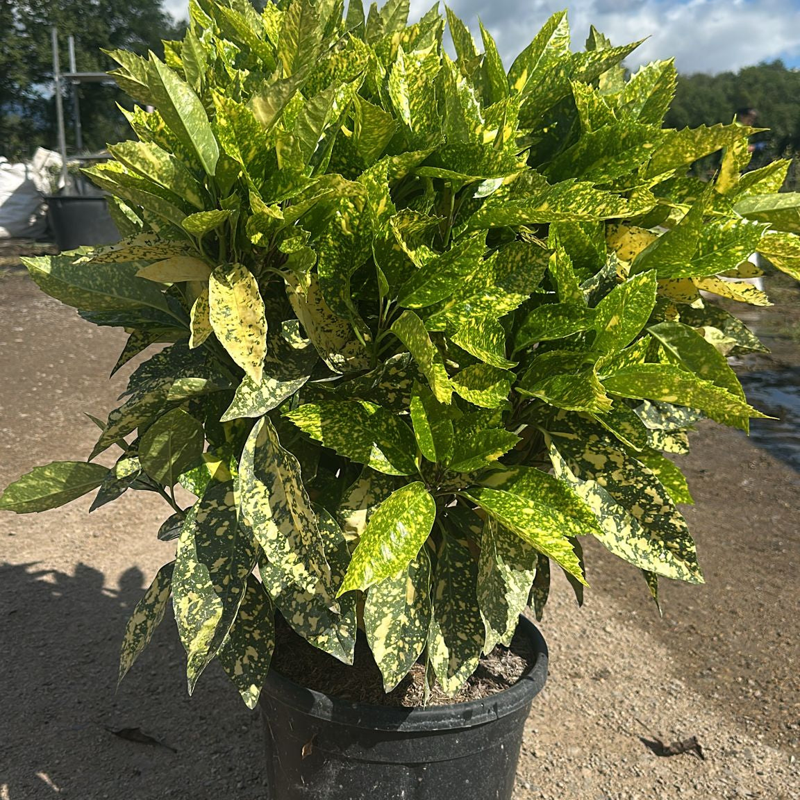 Aucuba Japonica 60/90 cm 15L
