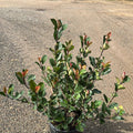 Photinia Little Red Robin 40/60 cm 5L