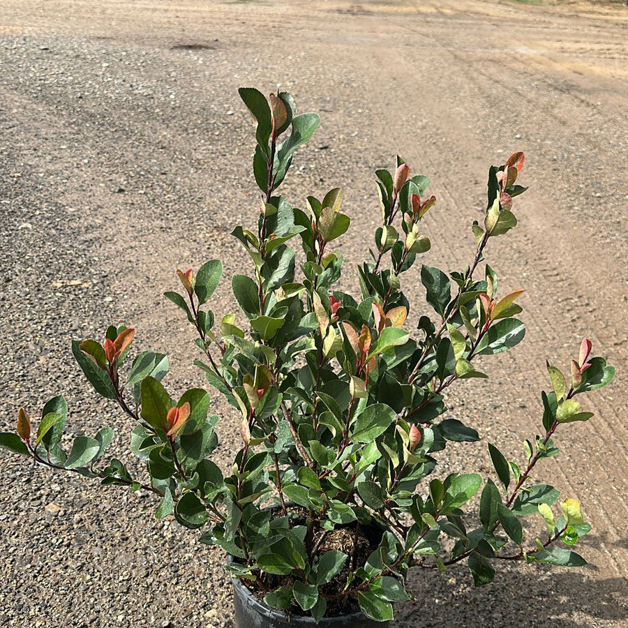 Photinia Little Red Robin 40/60 cm 5L