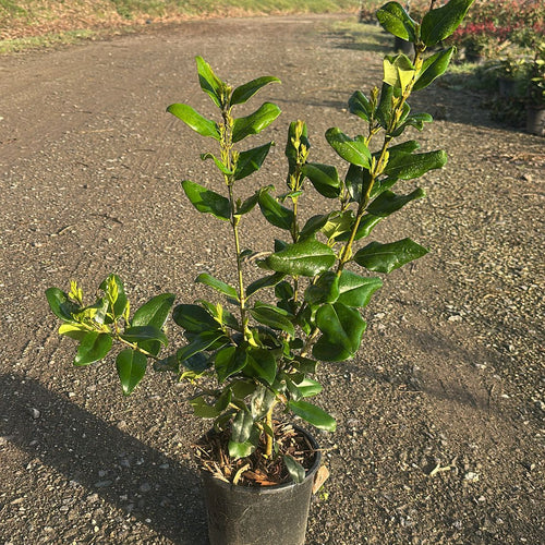 Ligustrum Japonicum Texanum 30/40 cm 3L