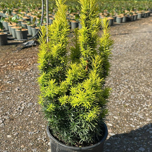 Taxus Baccata David