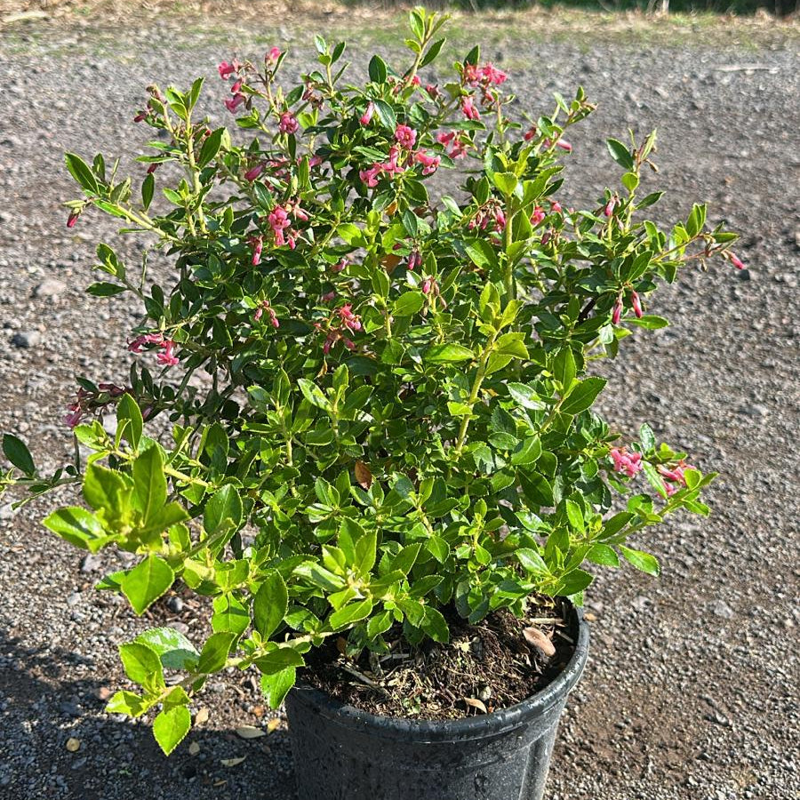 Escallonia Rubra Macrantha 60/80 cm 5L