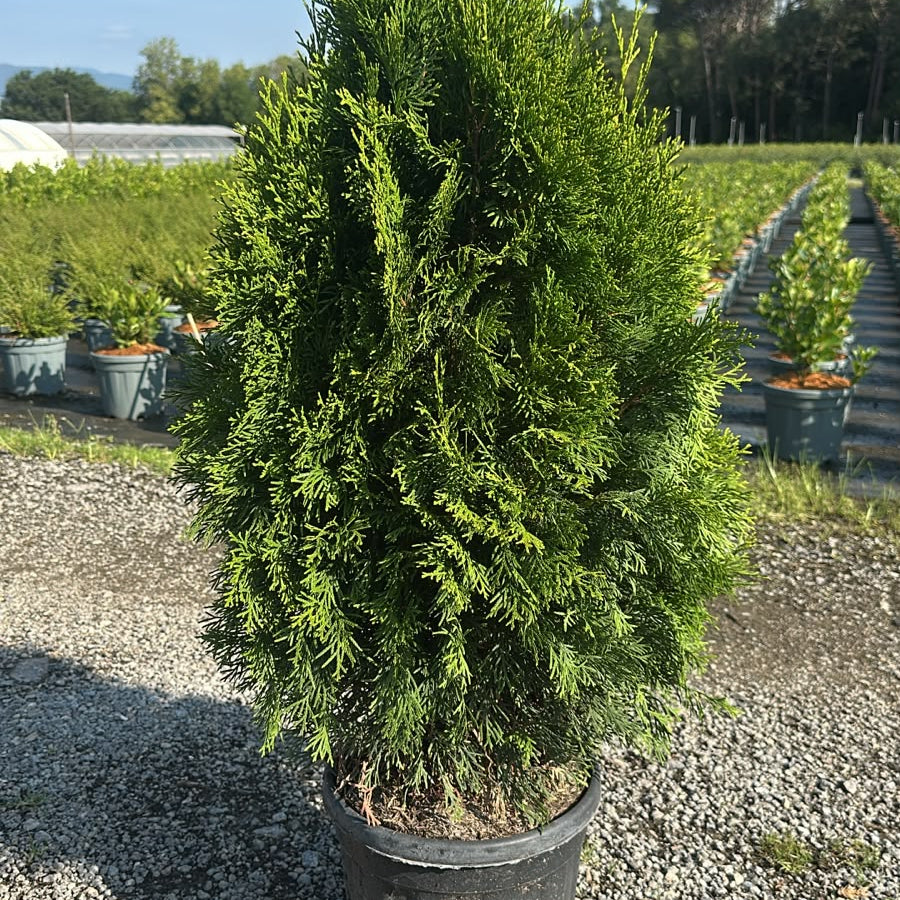 Thuja Occidentalis Smaragd 80/100 cm 10L