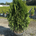 Thuja Occidentalis Smaragd 80/100 cm 10L