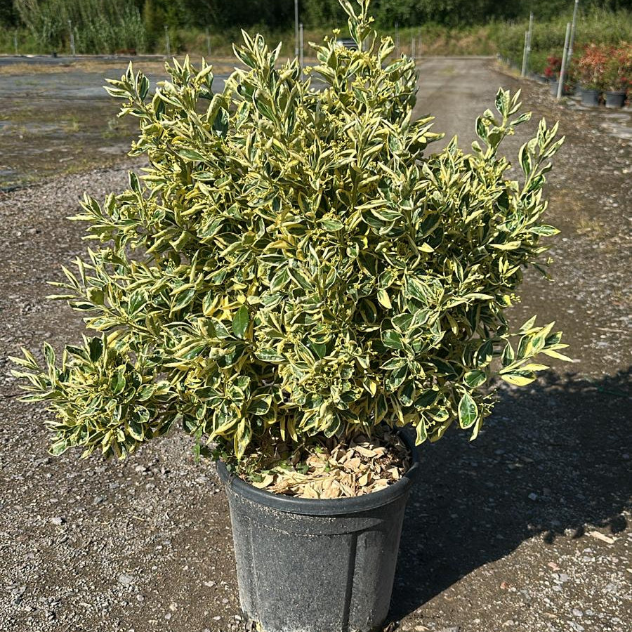 Euonymus Japonicus Bravo 100/120 cm 15L