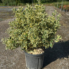 Euonymus Japonicus Bravo 100/120 cm 15L