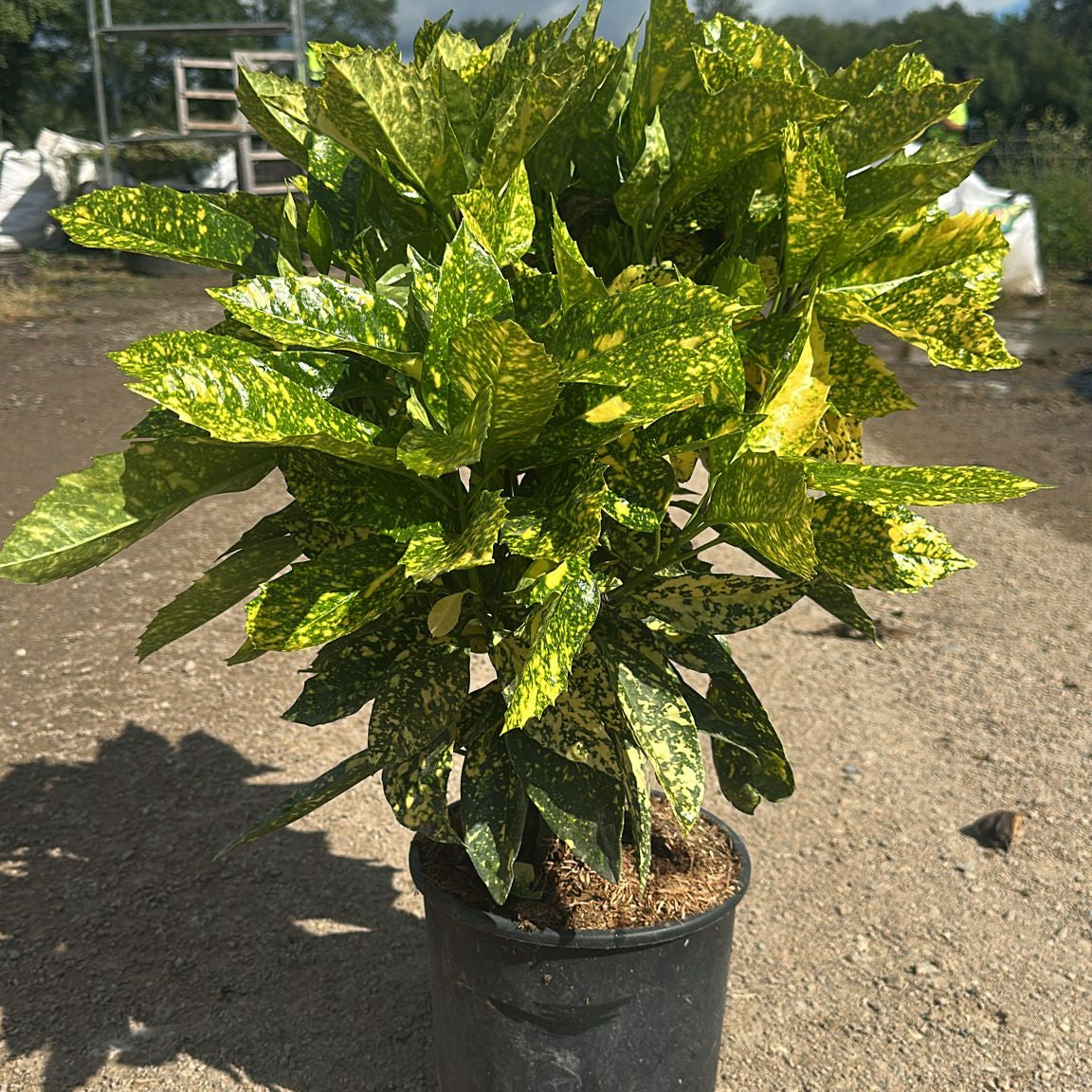 Aucuba Japonica 40/60 cm 5L