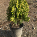 Thuja Orientalis Aurea Nana 30/40 cm 3L