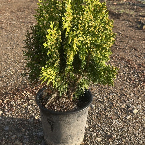 Thuja Orientalis Aurea Nana