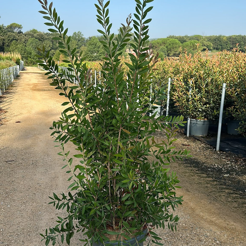 Callistemon Citrinus Splendens 140/160 cm
