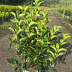 Viburnum Lucidum 110/130 cm 15L