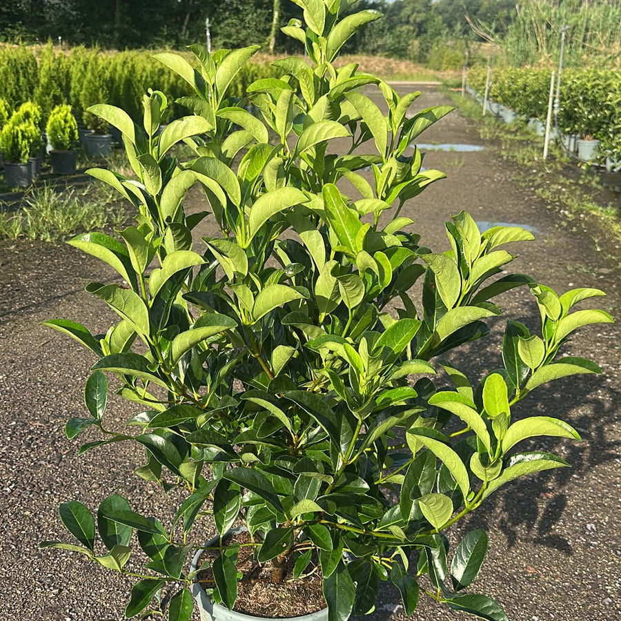 Viburnum Lucidum 110/130 cm 15L