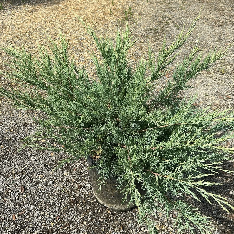 Juniperus Media Hetzii
