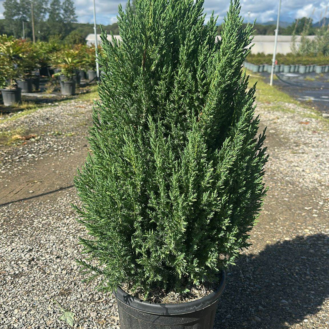 Juniperus Chinensis Stricta 60/80 cm 10L