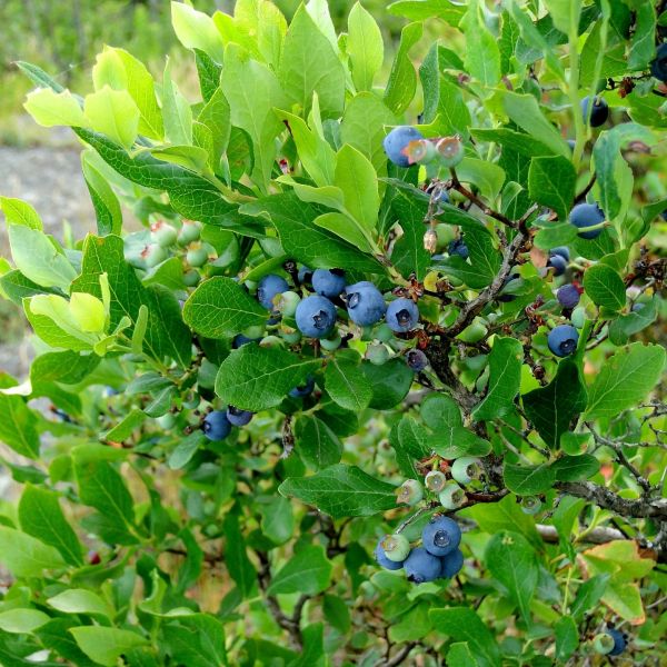 Vaccinium cor. 'Northland'