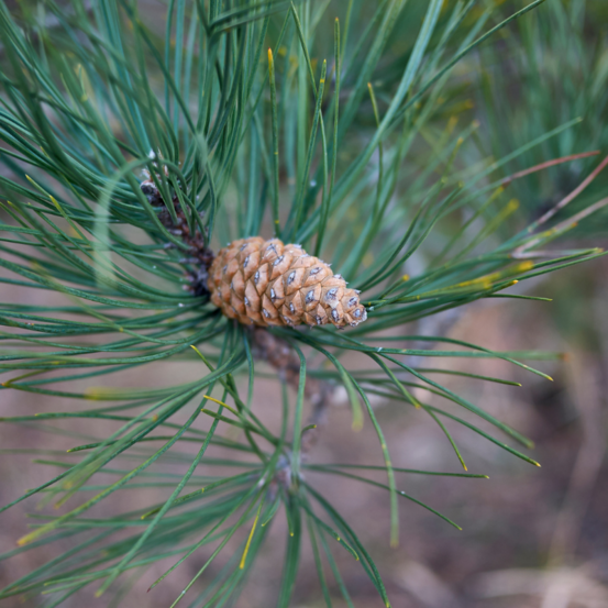 Pinus nigra 'Lemon Pearl'&reg;
