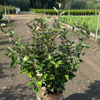 Elaeagnus × ebbingei 'Compacta' 100/130 cm en maceta de 15L