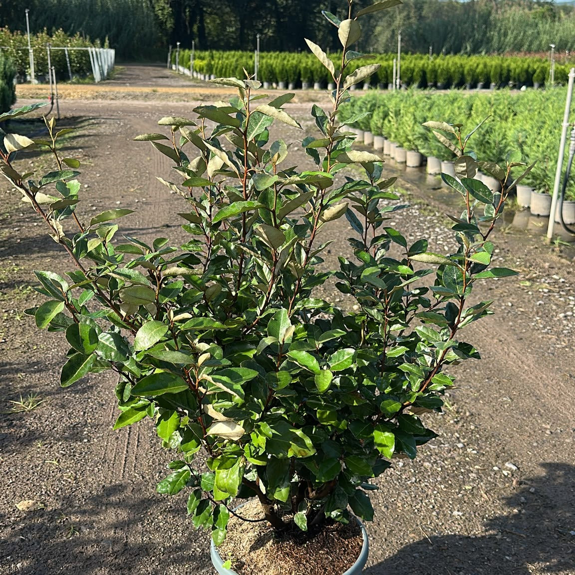 Elaeagnus × ebbingei 'Compacta' 100/130 cm en maceta de 15L