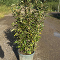 Elaeagnus × ebbingei 'Viveleg' 100/130 cm en maceta de 15L