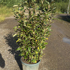 Elaeagnus × ebbingei 'Viveleg' 100/130 cm en maceta de 15L