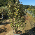 Elaeagnus × ebbingei 'Viveleg' 150/175 cm en maceta de 30L
