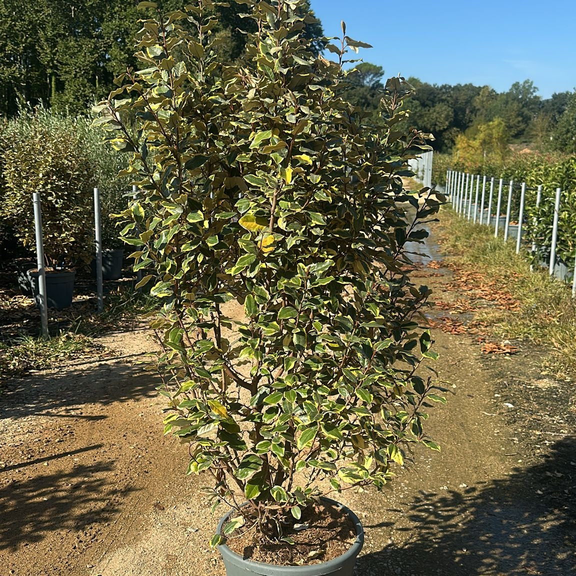 Elaeagnus × ebbingei 'Viveleg' 150/175 cm en maceta de 30L