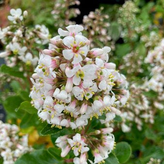 Escallonia Iveyi