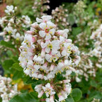 Escallonia Iveyi