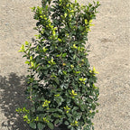 Escallonia 'Iveyi' 80/100 cm en maceta de 10L