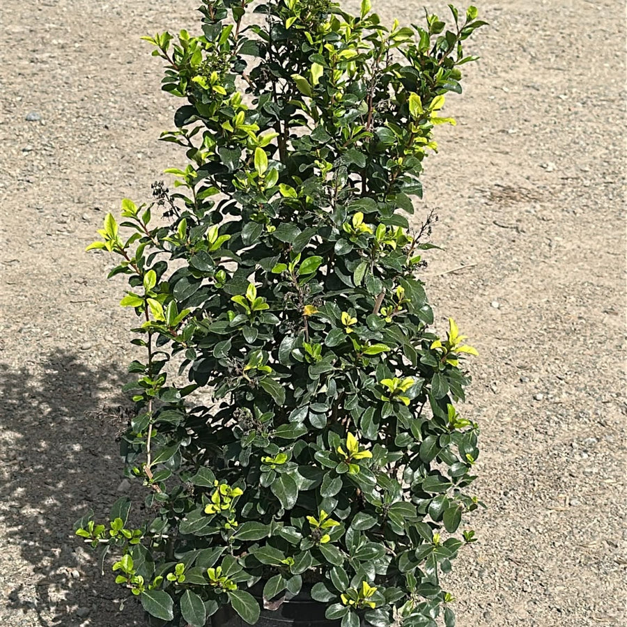 Escallonia 'Iveyi' 80/100 cm en maceta de 10L