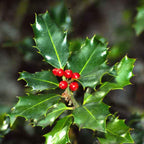 Ilex Aquifolium | Cepellón