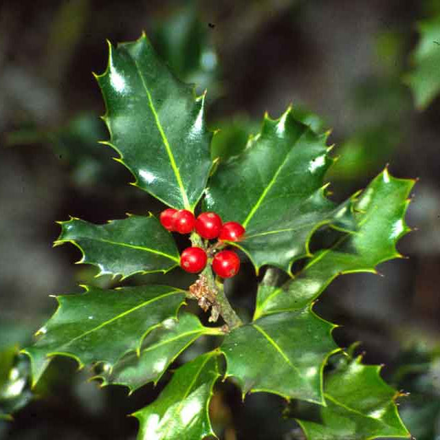 Ilex Aquifolium | Cepellón