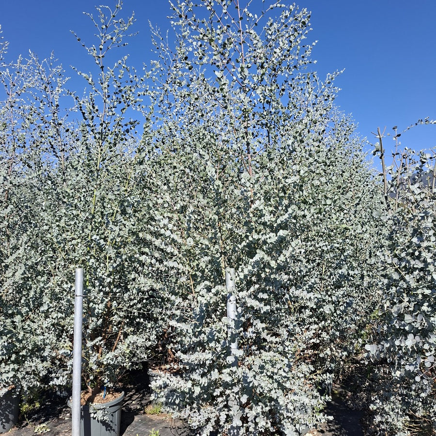 Eucalyptus gunnii 'Azura' 175/+ cm en maceta de 18L