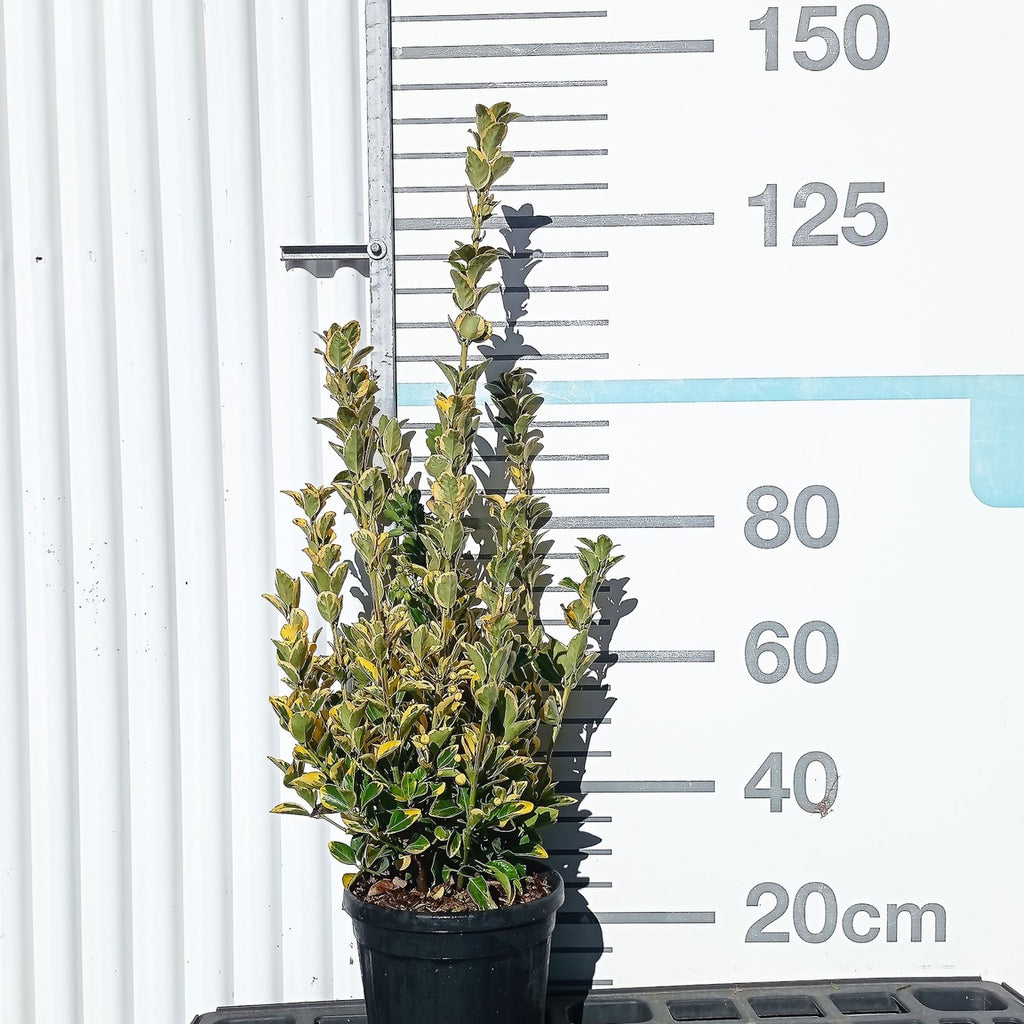 Euonymus japonicus 'Aureus' 40/60 cm en maceta de 10L