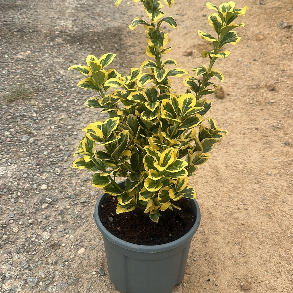 Euonymus japonicus 'Aureus' 40/60 cm en maceta de 5L