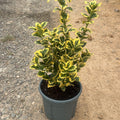 Euonymus japonicus 'Aureus' 40/60 cm en maceta de 5L