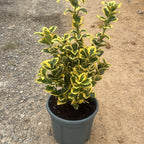 Euonymus japonicus 'Aureus' 40/60 cm en maceta de 5L