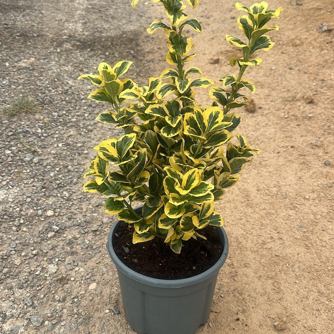 Euonymus japonicus 'Aureus' 40/60 cm en maceta de 5L