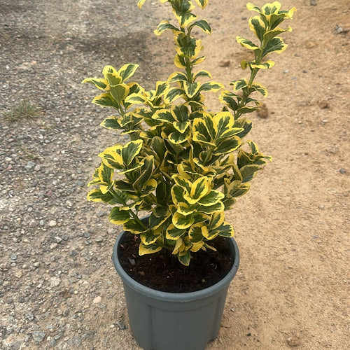 Euonymus japonicus 'Aureus'