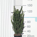 Euonymus japonicus 'Benkomasaki' 60/80 cm en maceta de 10L